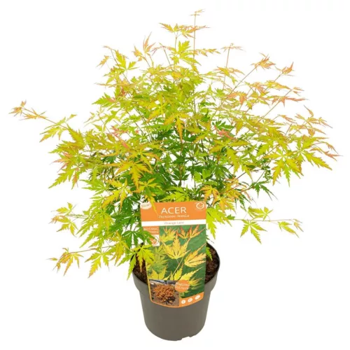 Japán juhar - Acer palmatum "Orange Lace"