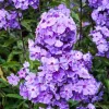 Bugás lángvirág - Phlox paniculata "Blue Paradise"