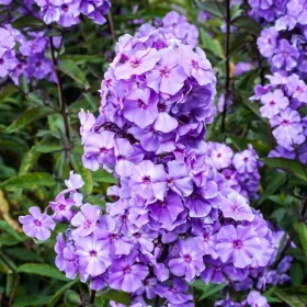   Bugás lángvirág - Phlox paniculata "Blue Paradise"