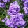 Bugás lángvirág - Phlox paniculata "Blue Paradise"