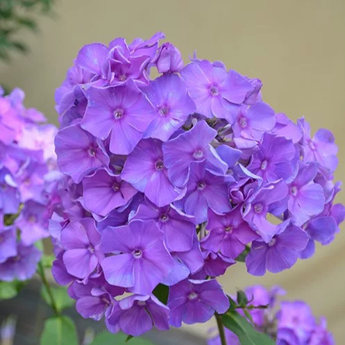 Bugás lángvirág - Phlox paniculata "Blue Paradise"