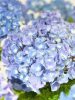 Kerti hortenzia - Hydrangea macrophylla "Superbowl Blue" 