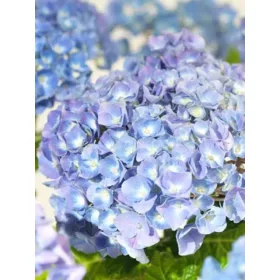   Kerti hortenzia - Hydrangea macrophylla "Superbowl Blue" 