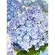 Kerti hortenzia - Hydrangea macrophylla "Superbowl Blue" 