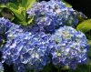 Kerti hortenzia - Hydrangea macrophylla "Superbowl Blue" 