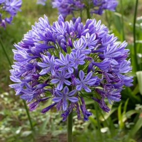Afrikai szerelemvirág - Agapanthus Amourette Superb Blue 