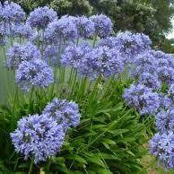 Afrikai szerelemvirág - Agapanthus Amourette Superb Blue 