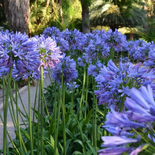 Afrikai szerelemvirág - Agapanthus Amourette Superb Blue 