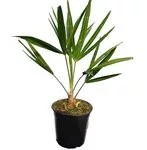 Kínai kenderpálma - Trachycarpus Fortunei 