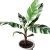 Tarka levelű díszbanán - Musa Florida Variegata cs17