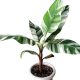 Tarka levelű díszbanán - Musa Florida Variegata cs17