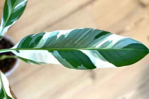 Tarka levelű díszbanán - Musa Florida Variegata cs17