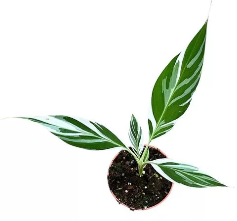 Tarka levelű díszbanán - Musa Florida Variegata cs17