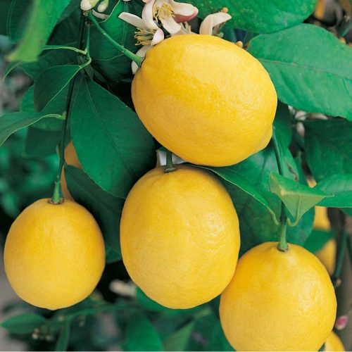 Meyer citrom - Limone Meyer