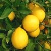 Meyer citrom - Limone Meyer