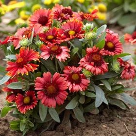   Intenzív piros Kokárdavirág - Gaillardia aristata 'Arizona Red Shades'
