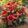Intenzív piros Kokárdavirág - Gaillardia aristata 'Arizona Red Shades'