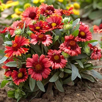 Intenzív piros Kokárdavirág - Gaillardia aristata 'Arizona Red Shades'