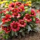 Intenzív piros Kokárdavirág - Gaillardia aristata 'Arizona Red Shades'