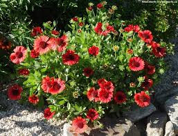 Intenzív piros Kokárdavirág - Gaillardia aristata 'Arizona Red Shades'