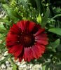 Intenzív piros Kokárdavirág - Gaillardia aristata 'Arizona Red Shades'