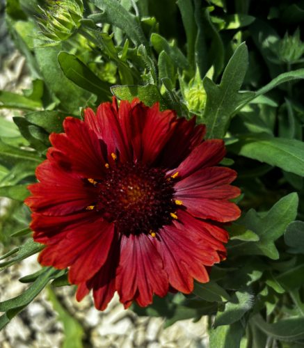 Intenzív piros Kokárdavirág - Gaillardia aristata 'Arizona Red Shades'