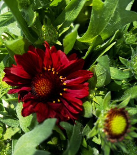 Intenzív piros Kokárdavirág - Gaillardia aristata 'Arizona Red Shades'