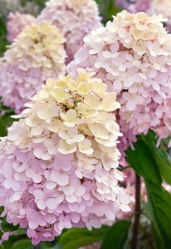 Bugás hortenzia - "Magical Sweet Summer" - Hydrangea Paniculata