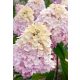 Bugás hortenzia - "Magical Sweet Summer" - Hydrangea Paniculata