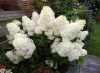 Bugás hortenzia - "Magical Sweet Summer" - Hydrangea Paniculata