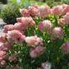 Bugás hortenzia - "Magical Sweet Summer" - Hydrangea Paniculata