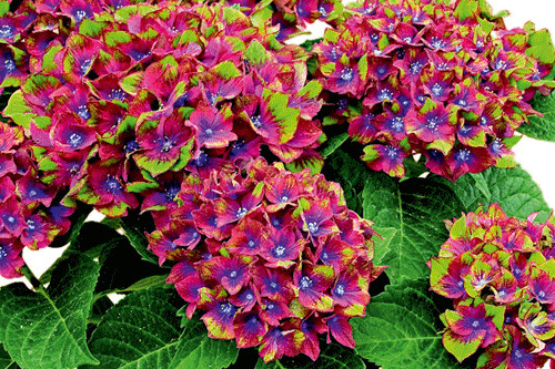 Kerti Hortenzia "Schloss Wackerbarth" - Hydrangea macrophylla