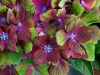 Kerti Hortenzia "Schloss Wackerbarth" - Hydrangea macrophylla