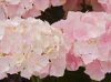 Kerti Hortenzia " Everbloom Pink Wonder" - Hydrangea macrophylla