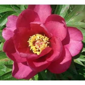 Paeonia Itoh "Pink Ardour" - Itoh Bazsarózsa hibrid
