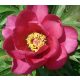 Paeonia Itoh "Pink Ardour" - Itoh Bazsarózsa hibrid