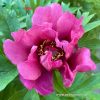 Paeonia Itoh "Pink Ardour" - Itoh Bazsarózsa hibrid