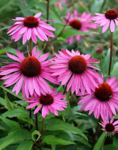 Bíbor kasvirág - Echinacea Purpurea "Rubinstern"