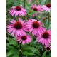 Bíbor kasvirág - Echinacea Purpurea "Rubinstern"