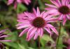 Bíbor kasvirág - Echinacea Purpurea "Rubinstern"