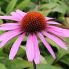 Bíbor kasvirág - Echinacea Purpurea "Rubinstern"