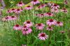 Bíbor kasvirág - Echinacea Purpurea "Rubinstern"