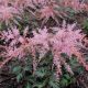 Tollbuga - Astilbe "Inshriach Pink"