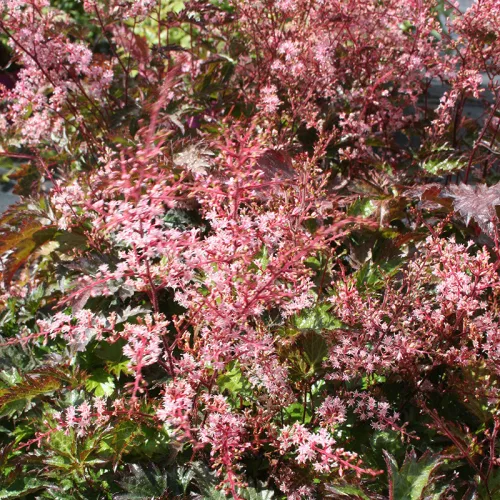 Tollbuga - Astilbe "Inshriach Pink"