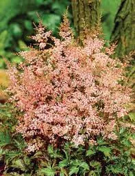 Tollbuga - Astilbe "Inshriach Pink"