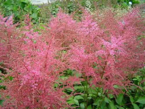 Tollbuga - Astilbe "Inshriach Pink"