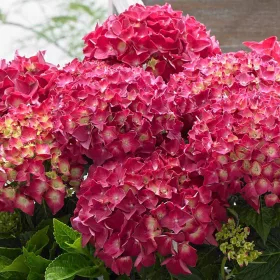   Kerti Hortenzia - Hydrangea macrophylla - "Little XS Red"