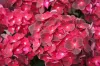 Kerti Hortenzia - Hydrangea macrophylla - "Little XS Red"