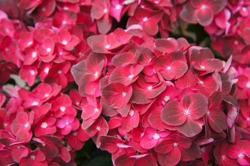 Kerti Hortenzia - Hydrangea macrophylla - "Little XS Red"
