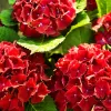 Kerti Hortenzia - Hydrangea macrophylla - "Little XS Red"